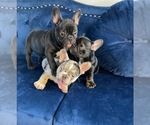Small Photo #41 French Bulldog Puppy For Sale in CARY, NC, USA