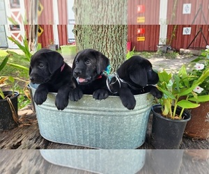 Labrador Retriever Puppy for sale in FORT MEADE, FL, USA