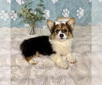 Small #2 Pembroke Welsh Corgi