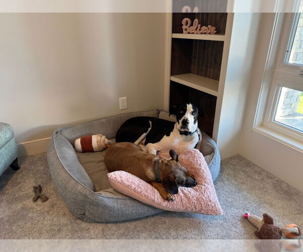 Medium Photo #4 Great Dane-Unknown Mix Puppy For Sale in Bullard, TX, USA