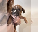 Small #16 American Pit Bull Terrier-Black Mouth Cur Mix