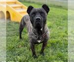 Small #1 Mutt