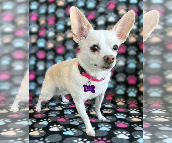 Medium Photo #1 Chihuahua-Unknown Mix Puppy For Sale in Corona, CA, USA