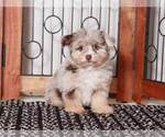 Small Photo #3 F2 Aussiedoodle Puppy For Sale in NAPLES, FL, USA