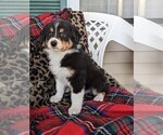 Small #15 Australian Shepherd