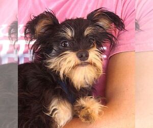 Mutt Dogs for adoption in Carrollton, TX, USA