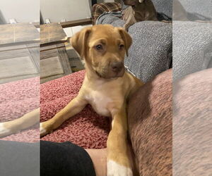 Mutt Dogs for adoption in The Woodlands, TX, USA