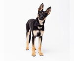 Small #1 German Shepherd Dog-Siberian Husky Mix