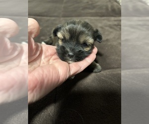 Morkie-Shih Tzu Mix Puppy for sale in VIRGINIA BEACH, VA, USA