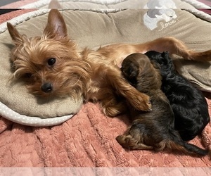 Mother of the Yorkshire Terrier puppies born on 03/02/2024