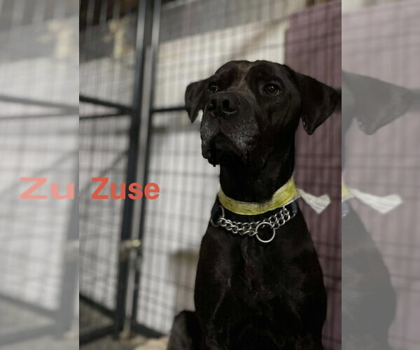 Medium Photo #22 Labrador Retriever-Unknown Mix Puppy For Sale in Foristell, MO, USA