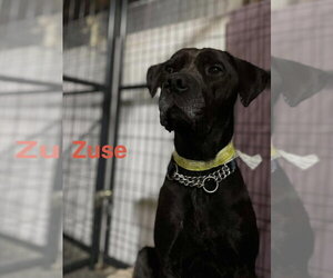 Zuse - Male Labrador Retriever-Unknown Mix Dog for Adoption - Photo #22