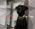 Small #21 Labrador Retriever Mix