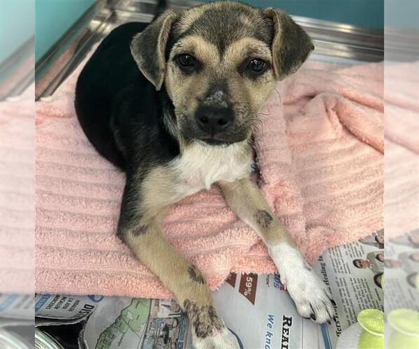 Medium Photo #2 Mutt Puppy For Sale in San Antonio, TX, USA