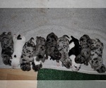 Small Photo #1 American Bully Puppy For Sale in LEWISBURG, TN, USA