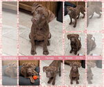 Small #1 Chesapeake Bay Retriever Mix