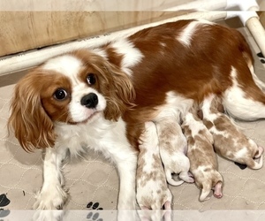 Mother of the Cavalier King Charles Spaniel puppies born on 04/01/2022
