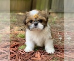 Small #6 Shih Tzu