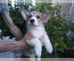 Small Photo #1 Pembroke Welsh Corgi Puppy For Sale in N HOLLYWOOD, CA, USA
