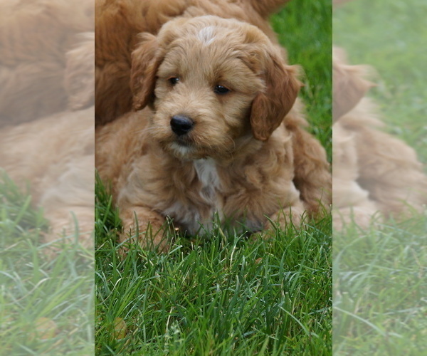 Medium Photo #5 Goldendoodle (Miniature) Puppy For Sale in MILLERSBURG, OH, USA