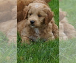 Small #4 Goldendoodle (Miniature)