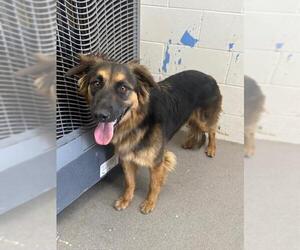 German Shepherd Dog Dogs for adoption in San Bernardino, CA, USA