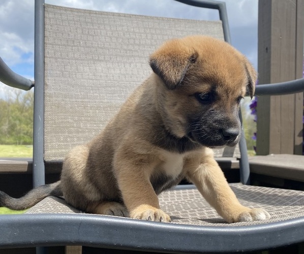 Medium Photo #3 Alaskan Husky-Border Collie Mix Puppy For Sale in RICHMOND, MI, USA