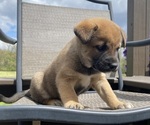 Small #2 Alaskan Husky-Border Collie Mix