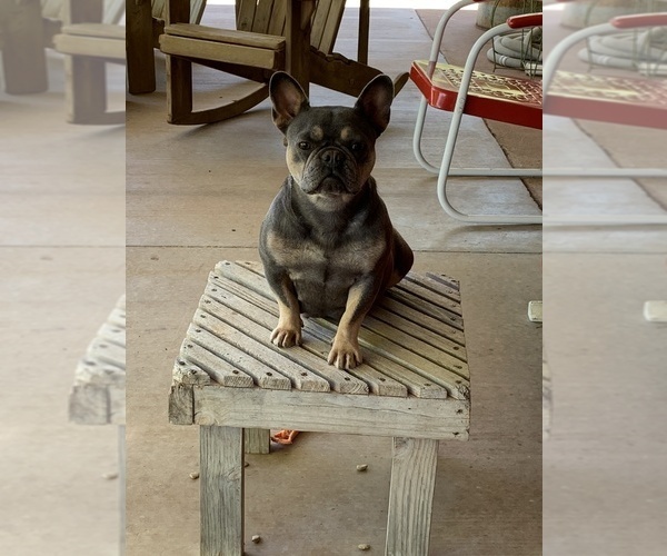 Medium Photo #1 French Bulldog Puppy For Sale in ELK CITY, OK, USA