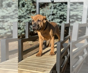 Cane Corso Puppy for Sale in PORTLAND, Oregon USA
