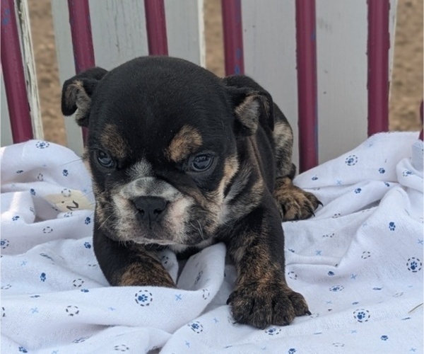 Medium Photo #2 English Bulldog Puppy For Sale in GOSHEN, IN, USA
