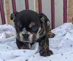 Small Photo #2 English Bulldog Puppy For Sale in GOSHEN, IN, USA