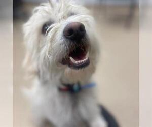 Mutt Dogs for adoption in Aurora, CO, USA