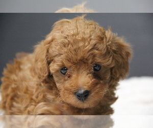 Poodle (Toy) Puppy for sale in LADYSMITH, WI, USA