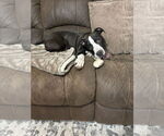 Small #2 American Pit Bull Terrier-Labrador Retriever Mix