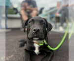 Small #1 Labrador Retriever Mix