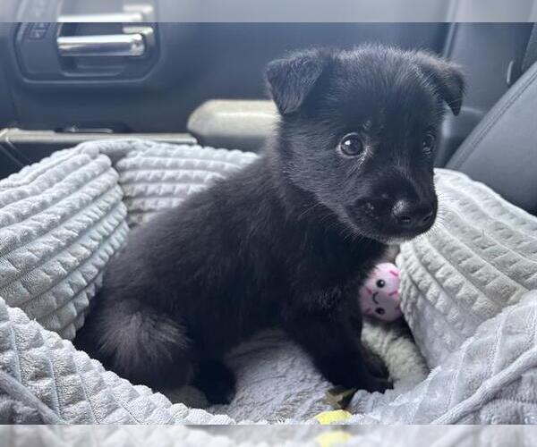 Medium Photo #1 Border Collie-Unknown Mix Puppy For Sale in Grand Prairie, TX, USA