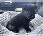 Small Border Collie Mix