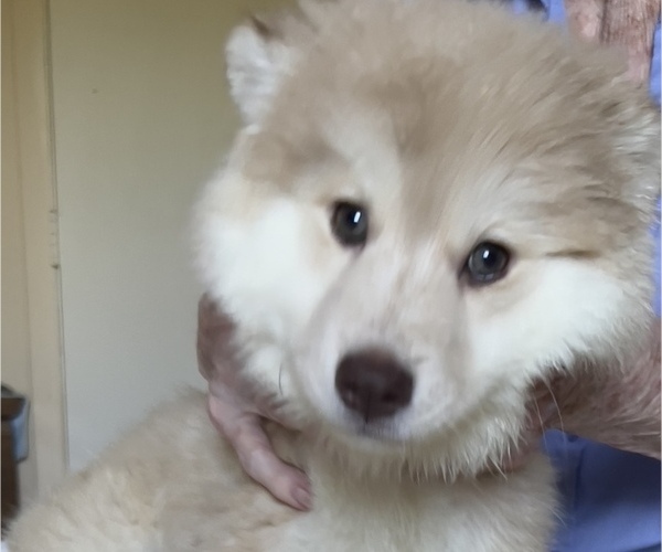 Medium Photo #1 Pomsky Puppy For Sale in NAPLES, FL, USA