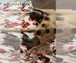 Small Photo #14 Mutt Puppy For Sale in pomfret, CT, USA