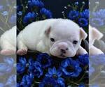 Small Photo #15 French Bulldog Puppy For Sale in WILDOMAR, CA, USA