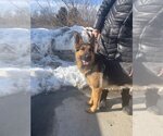 Small Photo #3 German Shepherd Dog Puppy For Sale in Brewster, NY, USA