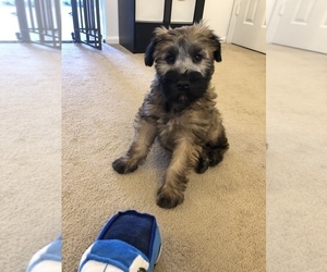Soft Coated Wheaten Terrier Puppy for sale in RICHMOND, IN, USA