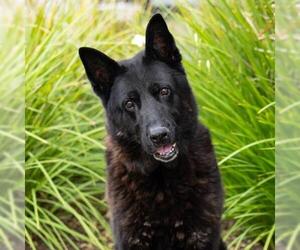 German Shepherd Dog-Unknown Mix Dogs for adoption in Camarillo, CA, USA