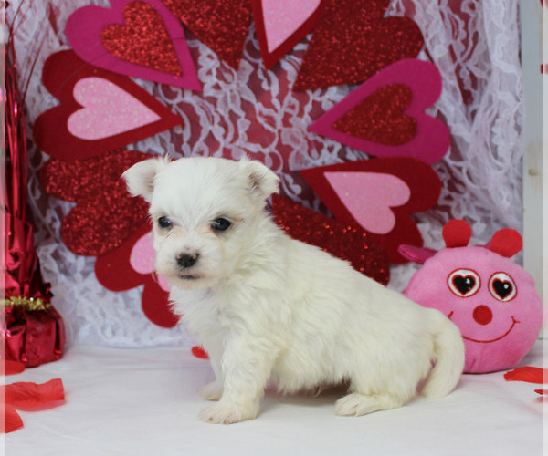 Medium Photo #7 Maltese Puppy For Sale in CHANUTE, KS, USA