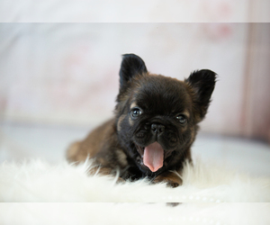 French Bulldog Puppy for sale in PALM SPRINGS, CA, USA