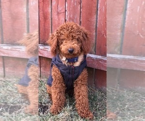 Father of the Doodle-Golden Irish Mix puppies born on 06/01/2021
