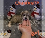 Small Photo #5 Chizer Puppy For Sale in MONTEZUMA, GA, USA