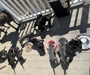 Great Dane Litter for sale in LORAIN, OH, USA