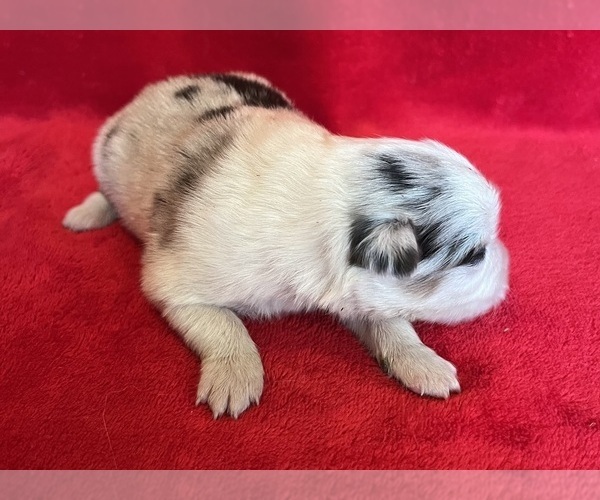 Medium Photo #7 Miniature Australian Shepherd Puppy For Sale in FORT MORGAN, CO, USA